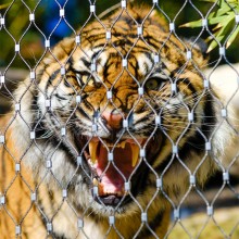 Stainless steel zoo mesh for tiger