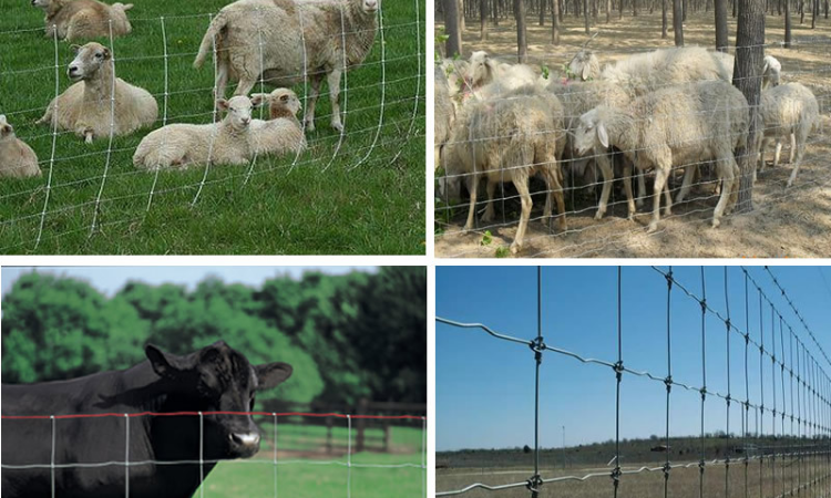 farm sheep wire mesh fencing