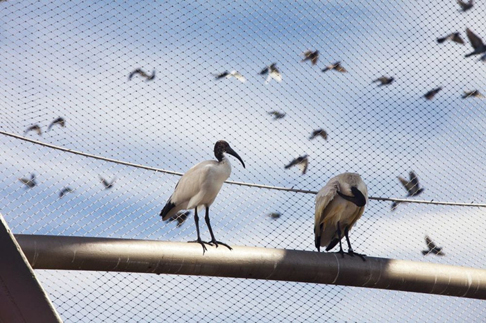 SS cable mesh for aviary netting stainless steel bird control mesh fence