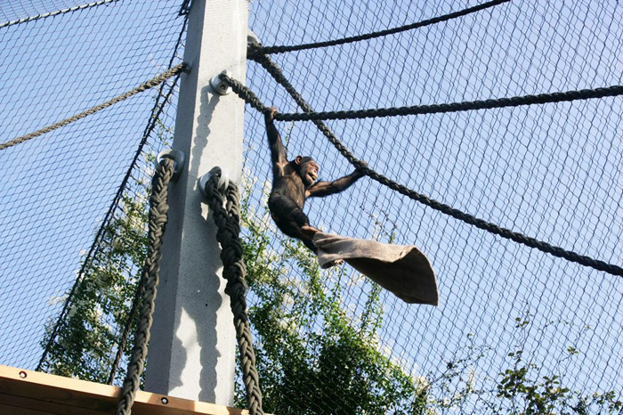 stainless steel monkey mesh enclosure inox webnet for monkey enclosure